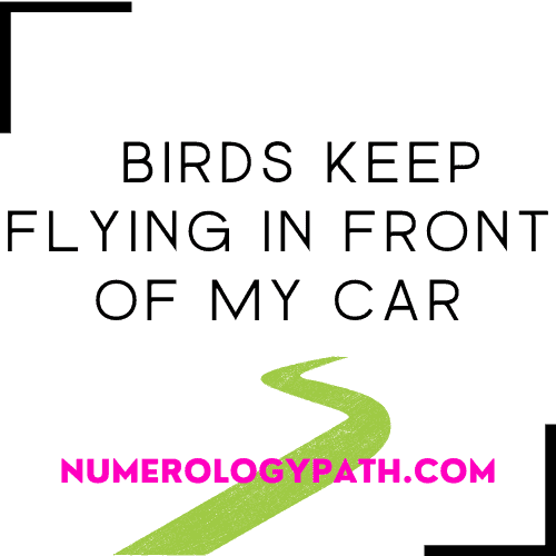 Why Do Birds Keep Flying in front of My Car